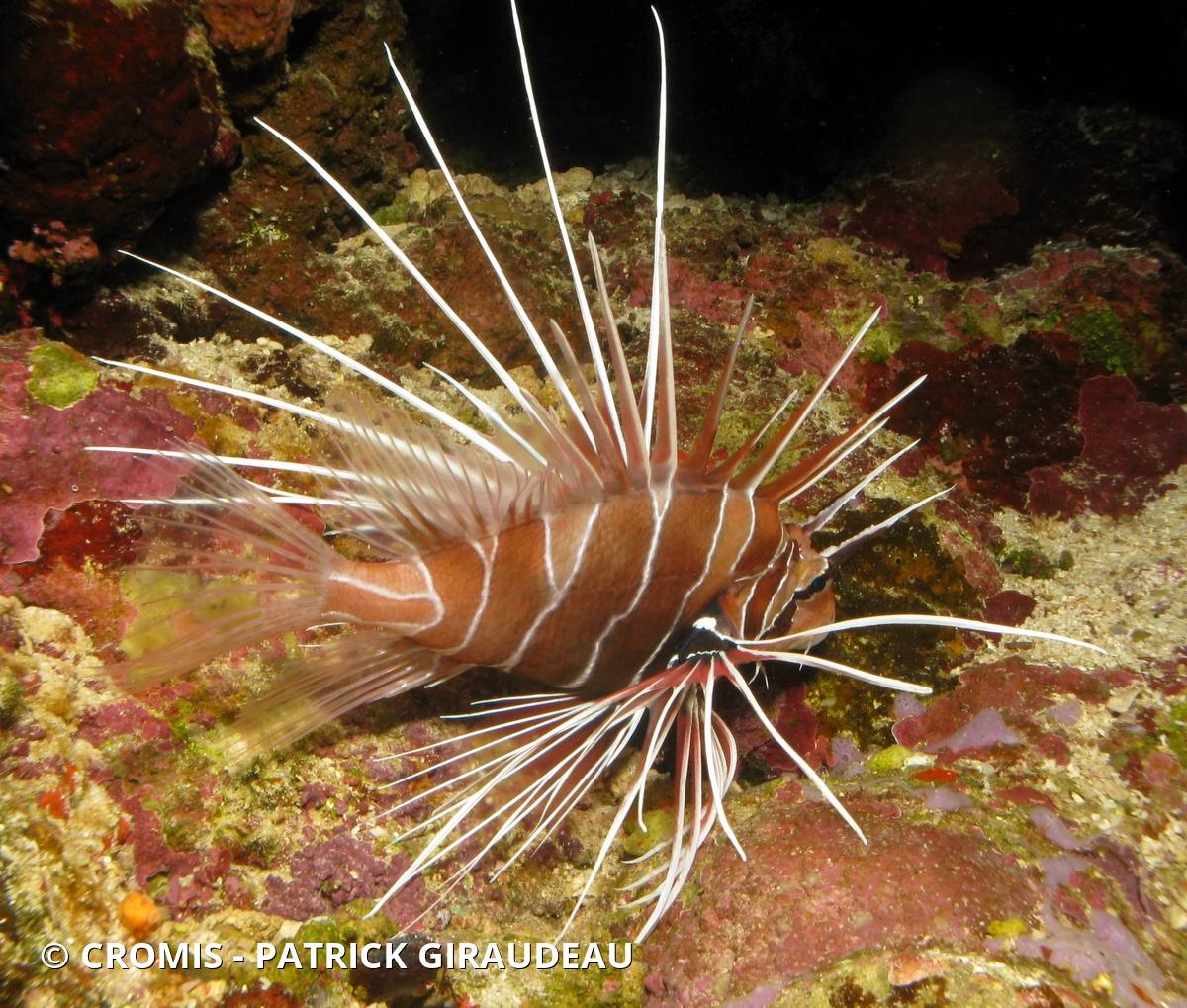 Poisson-lion de Mer Rouge