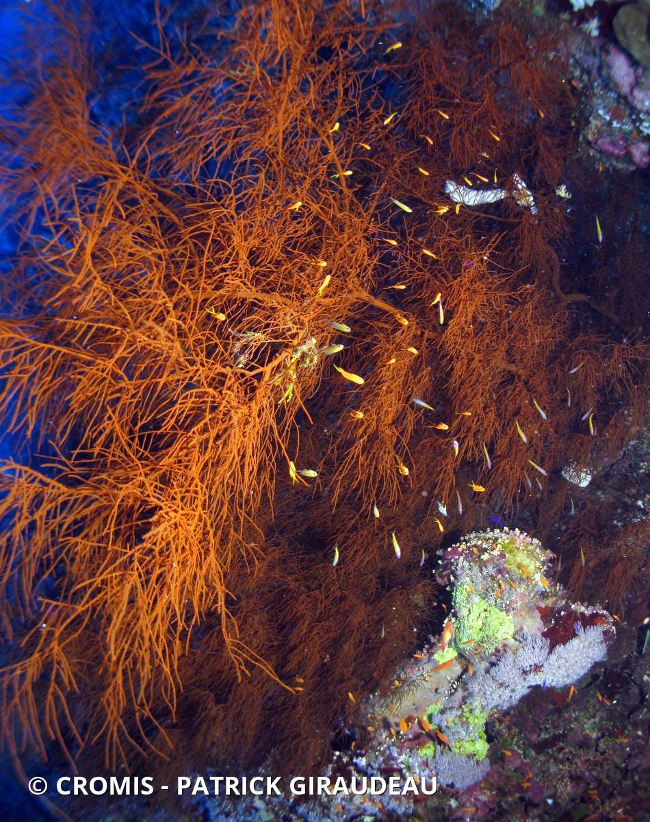 Corail noir tropical