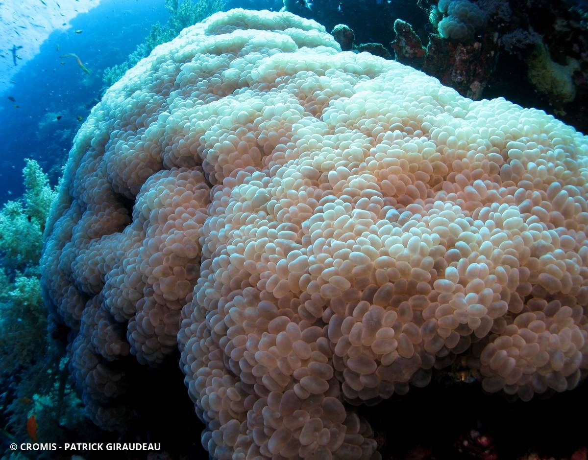 Corail à bulles sinueux