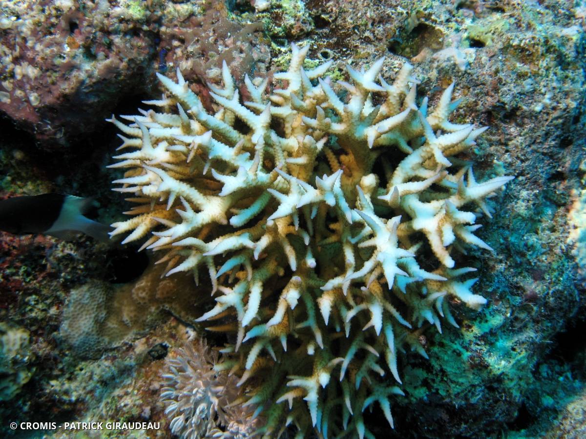 Corail aiguille