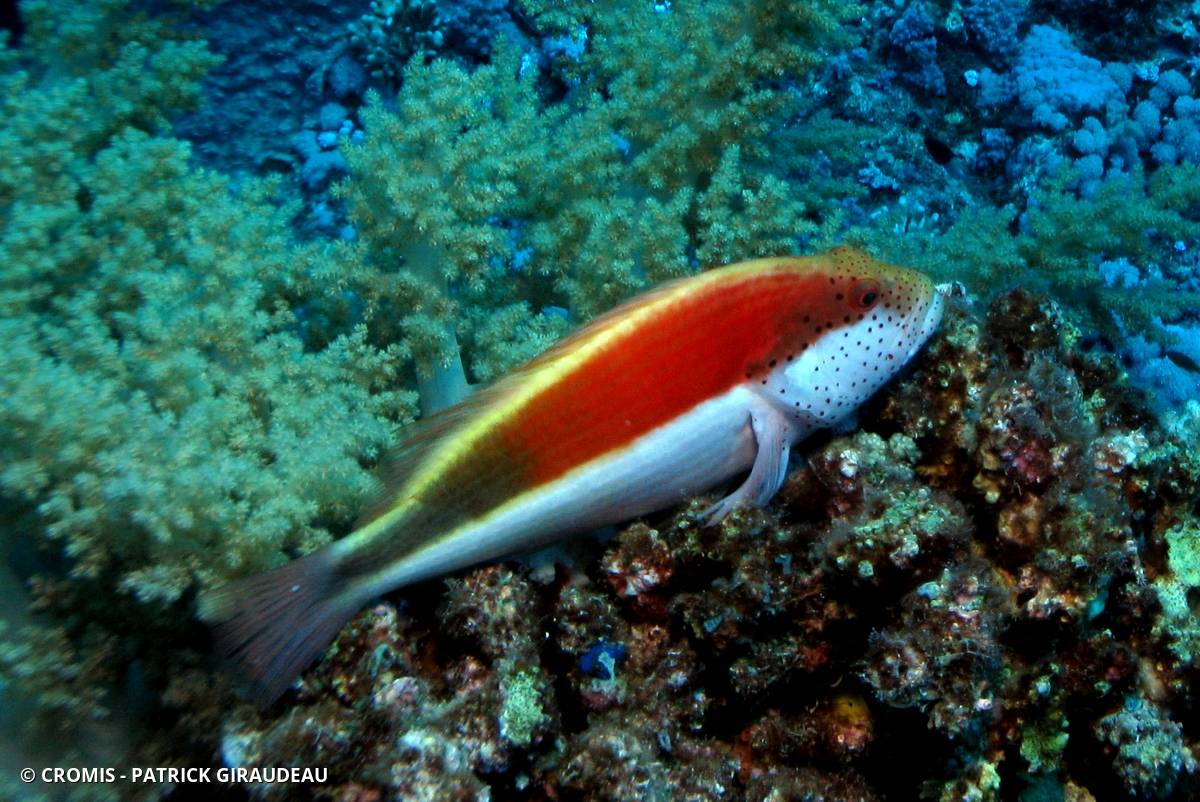 Poisson-faucon à taches de rousseur