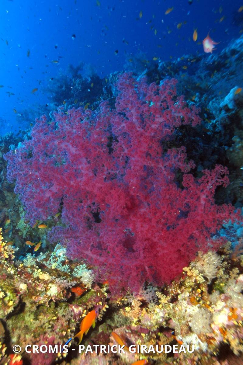 Alcyonaire épineux