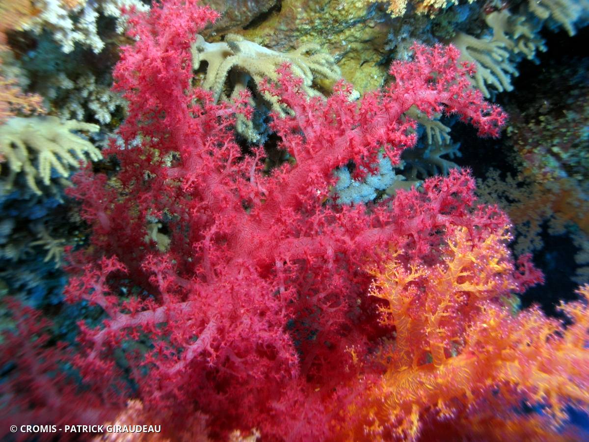 Alcyonaire épineux