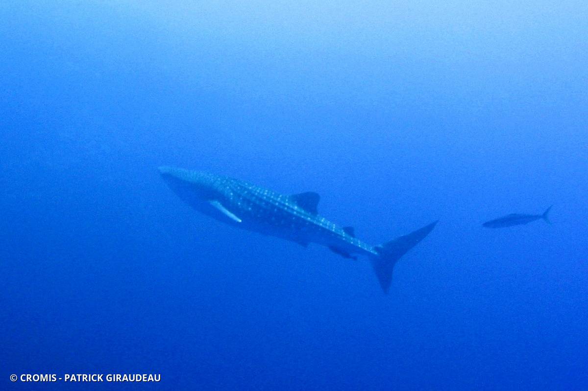Requin baleine
