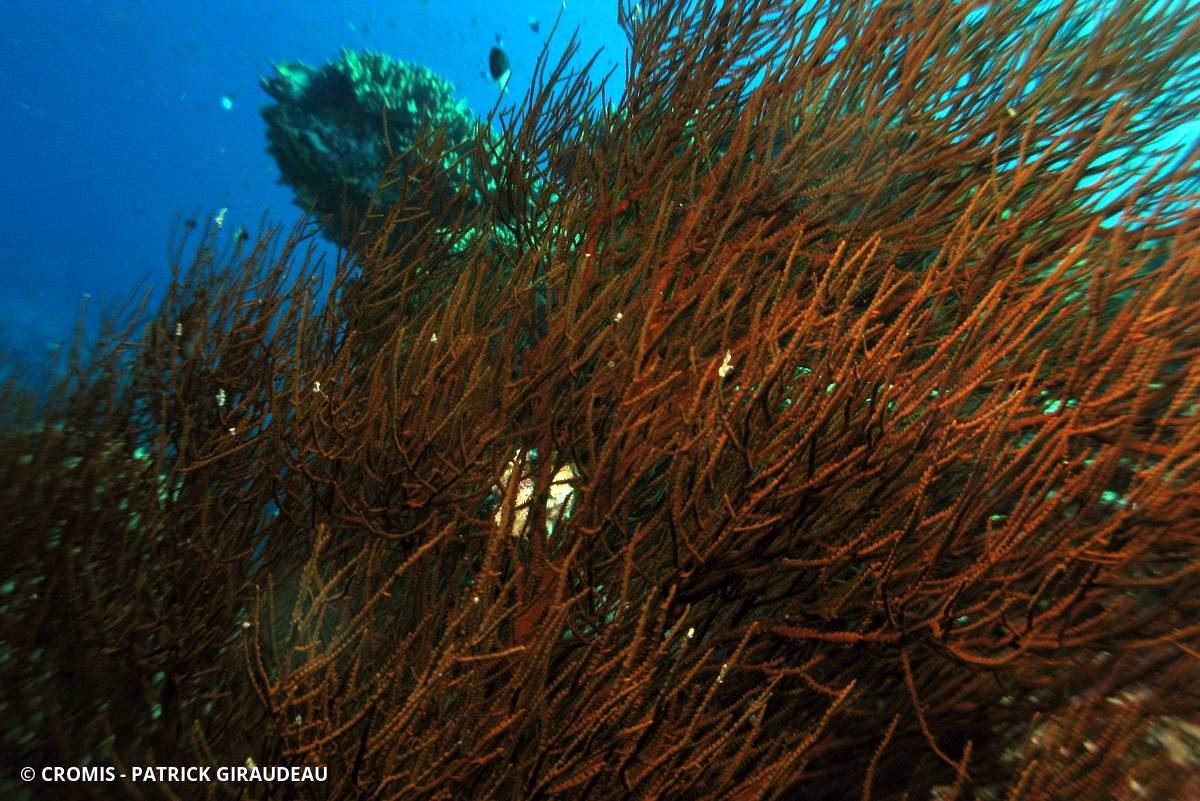 Corail noir tropical