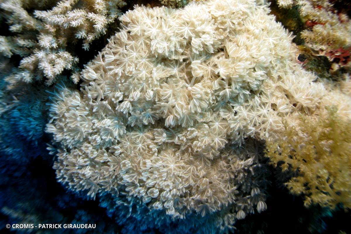 Corail plume d'autruche