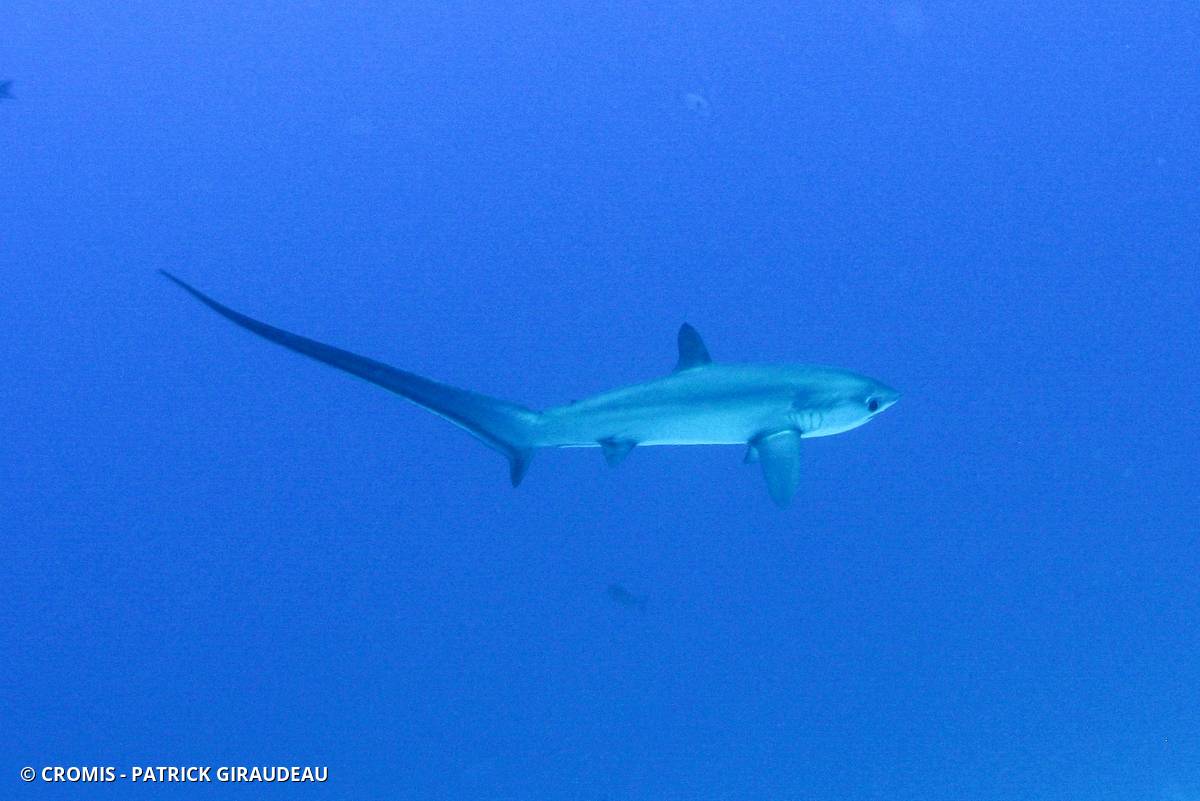 Requin renard commun