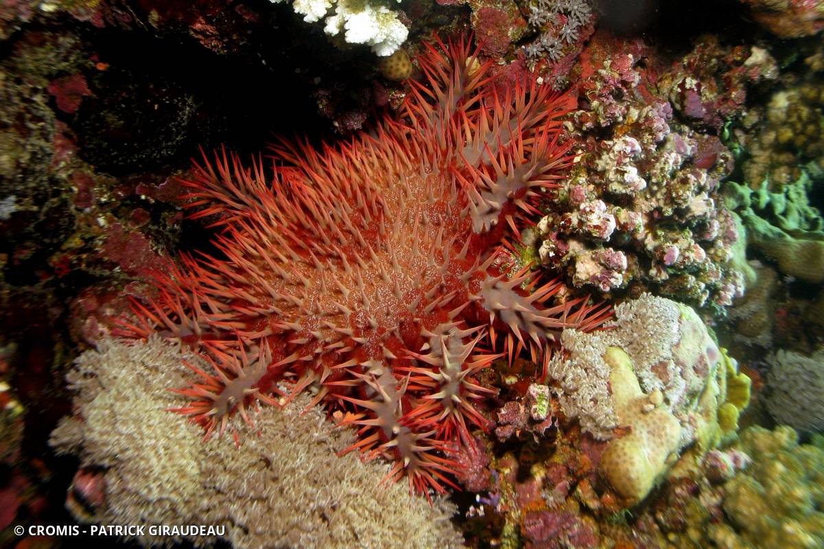 Acanthaster de Benzie