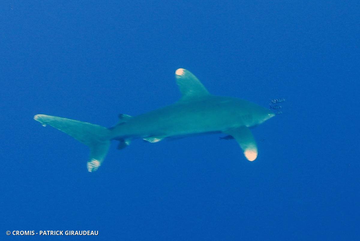 Requin océanique
