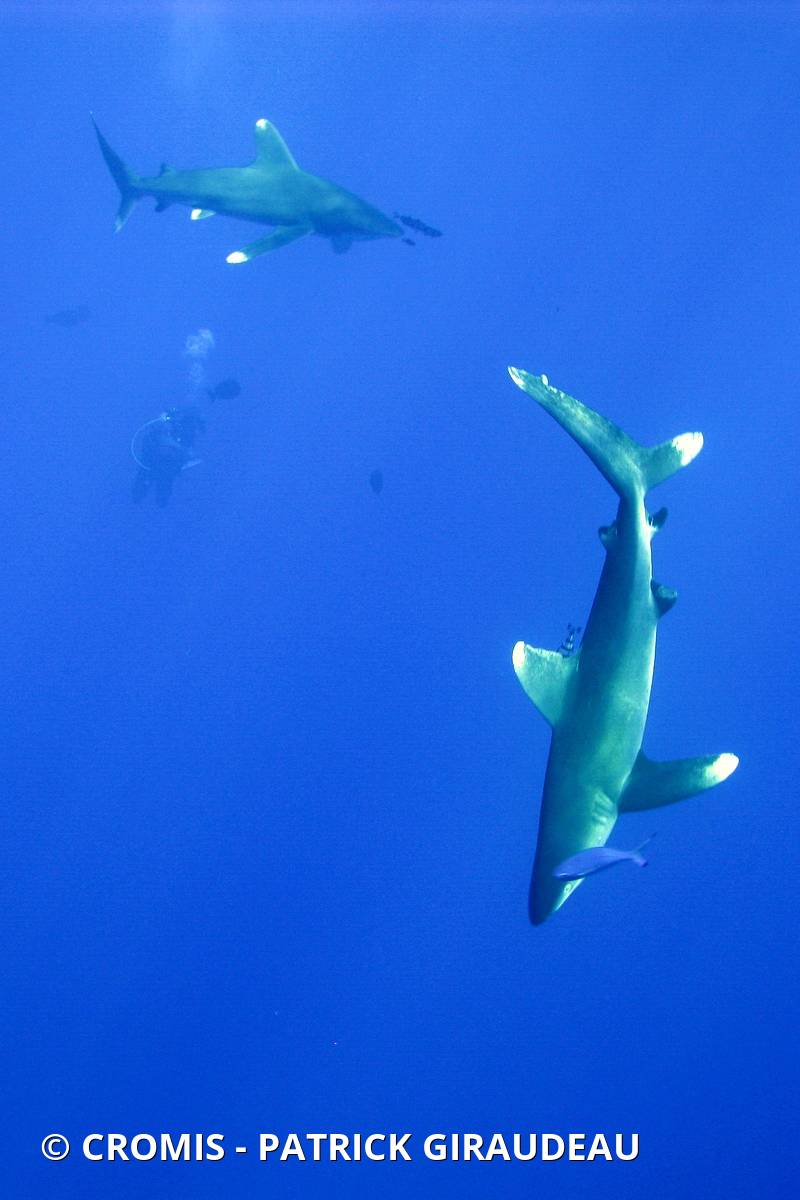 Requin océanique