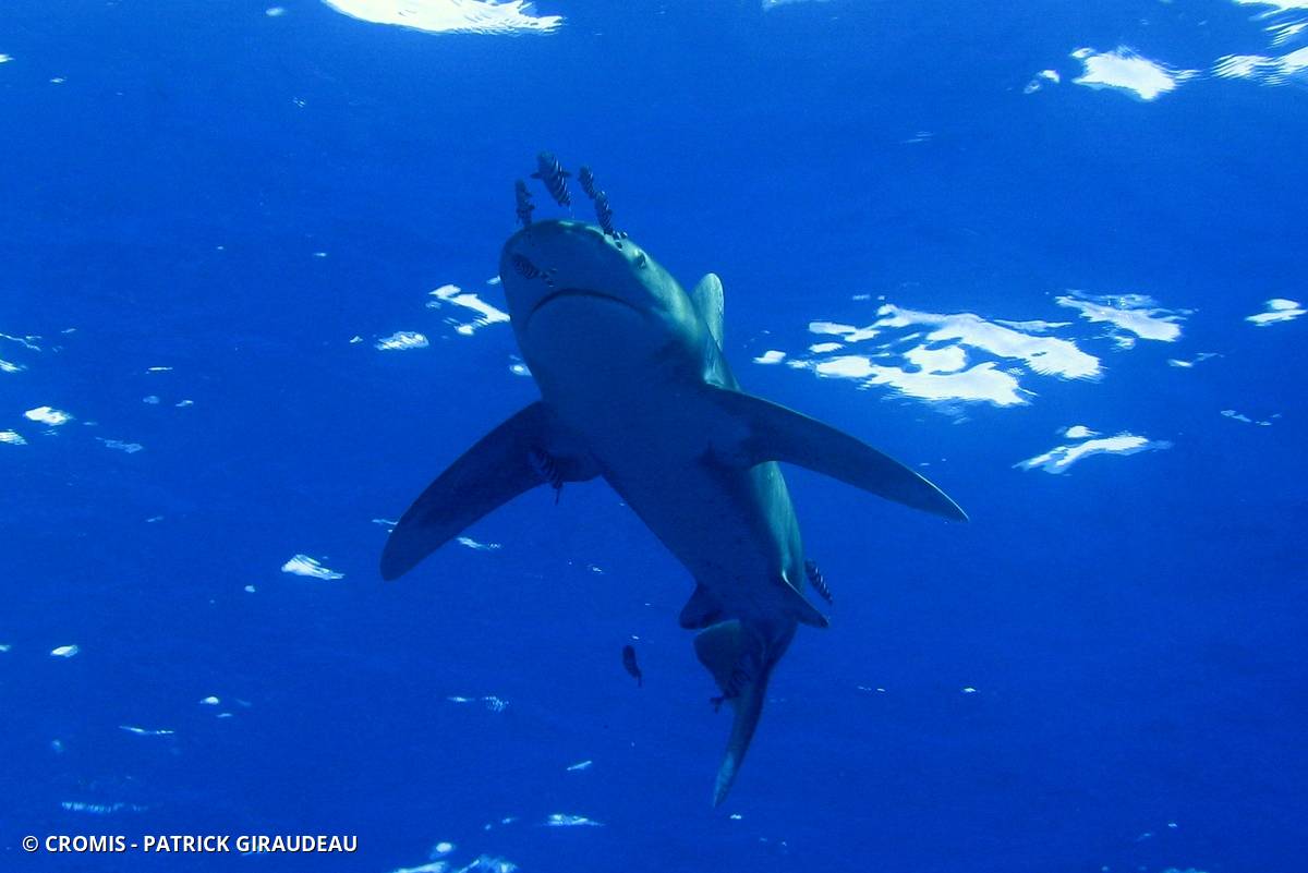 Requin océanique