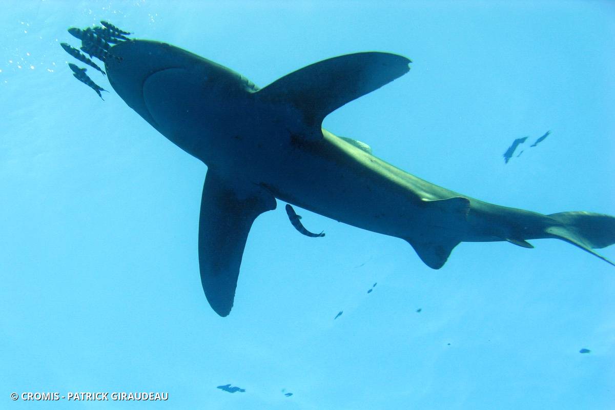 Requin océanique