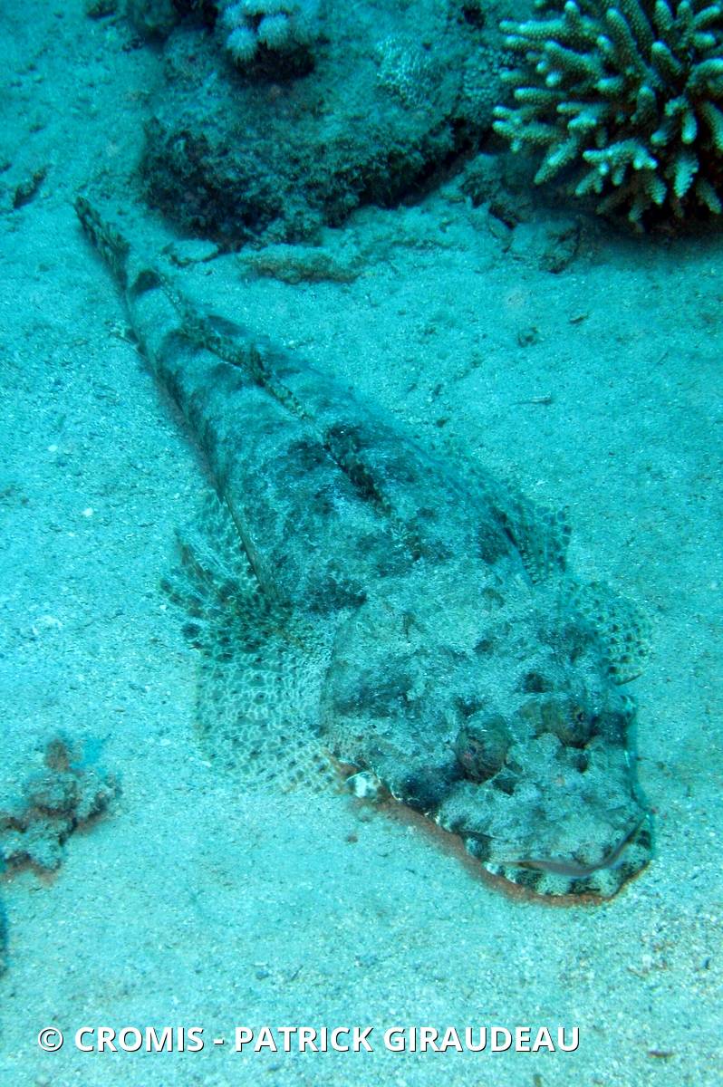 Poisson-crocodile tapis