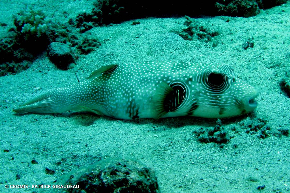 Poisson-ballon à taches blanches