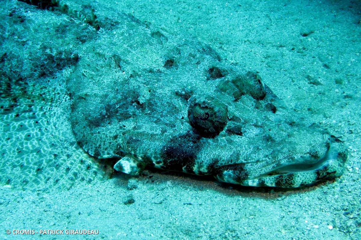 Poisson-crocodile tapis