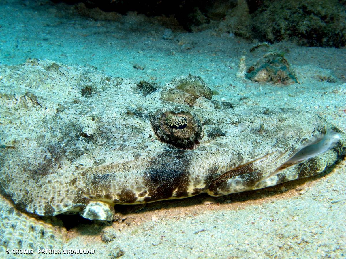 Poisson-crocodile tapis