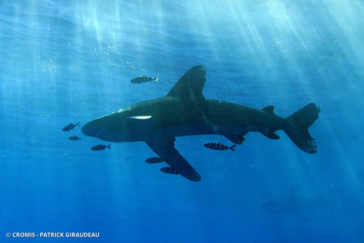 Requin océanique