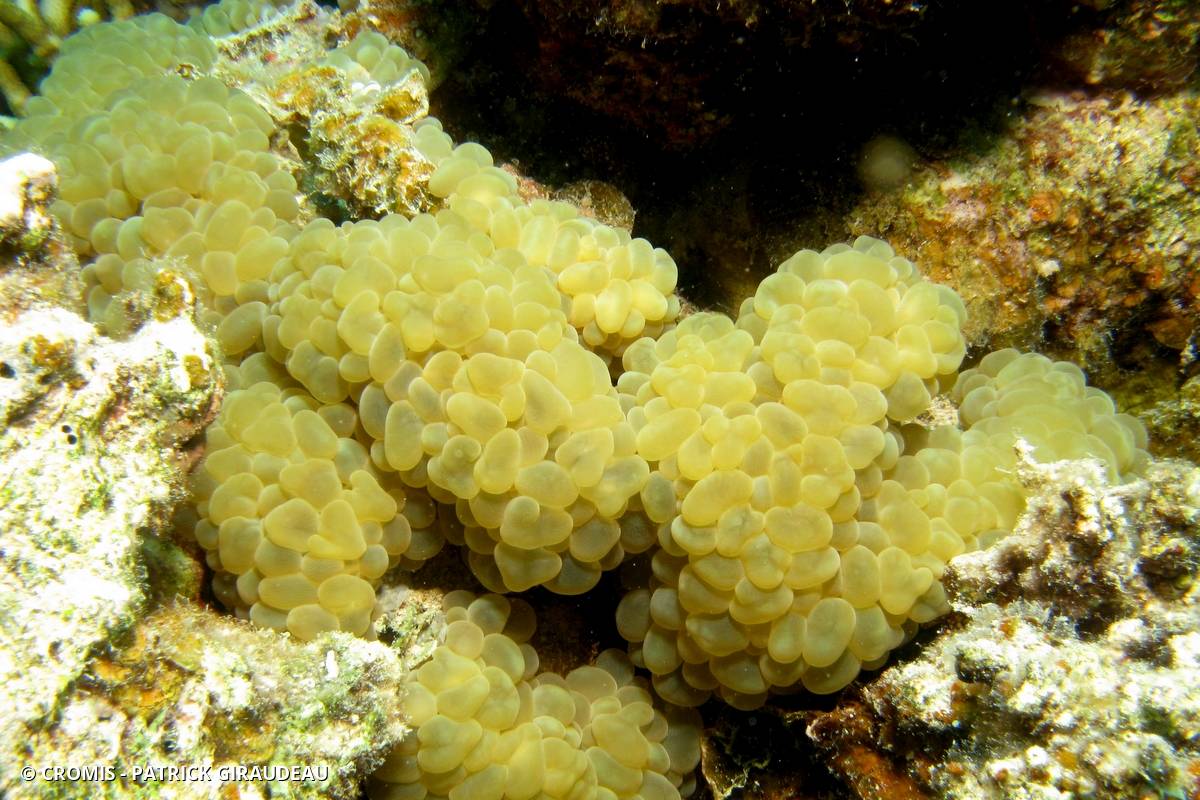 Corail à bulles sinueux