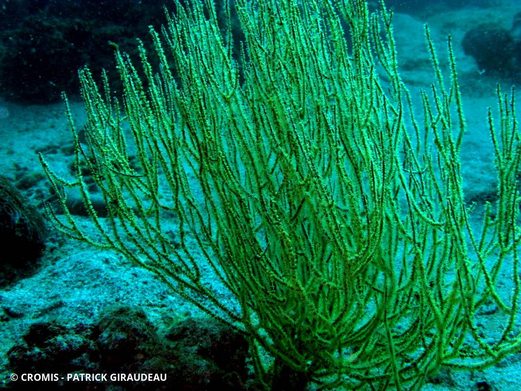 Corail noir tropical