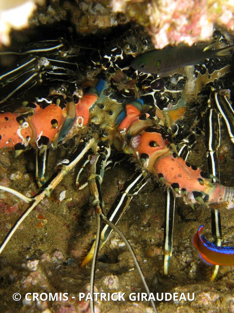 Langouste peinte