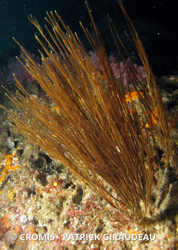 Gorgone balai