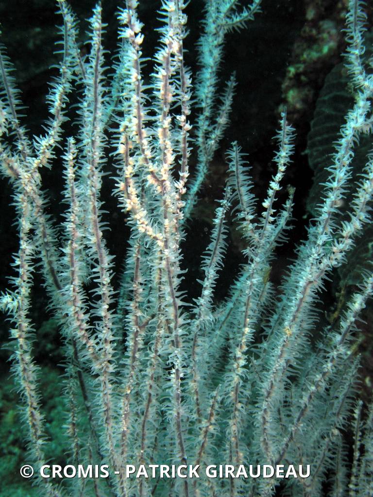 Corail noir tropical