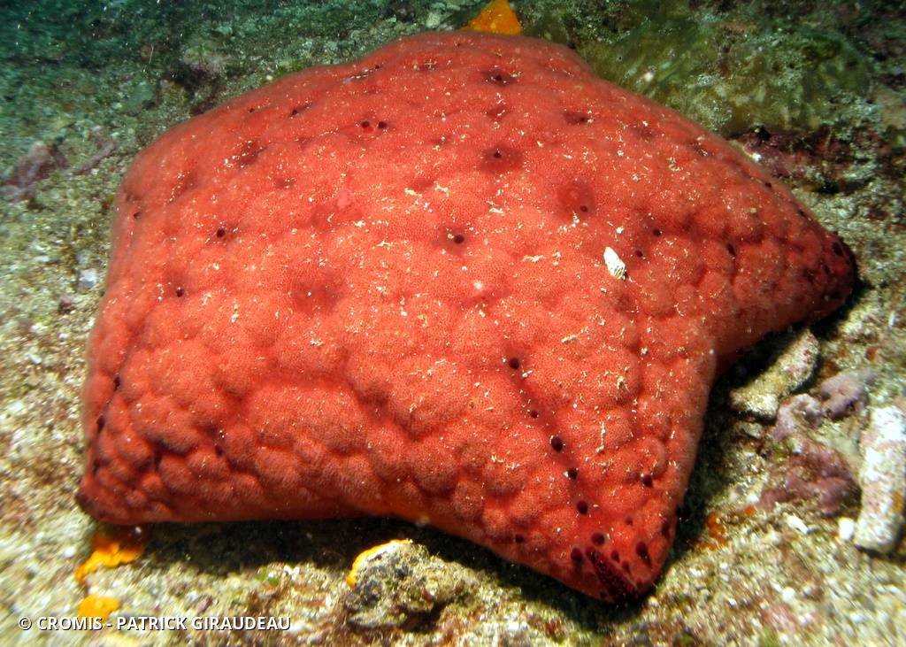 Etoile coussin régulier