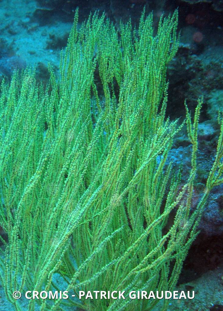 Corail noir tropical