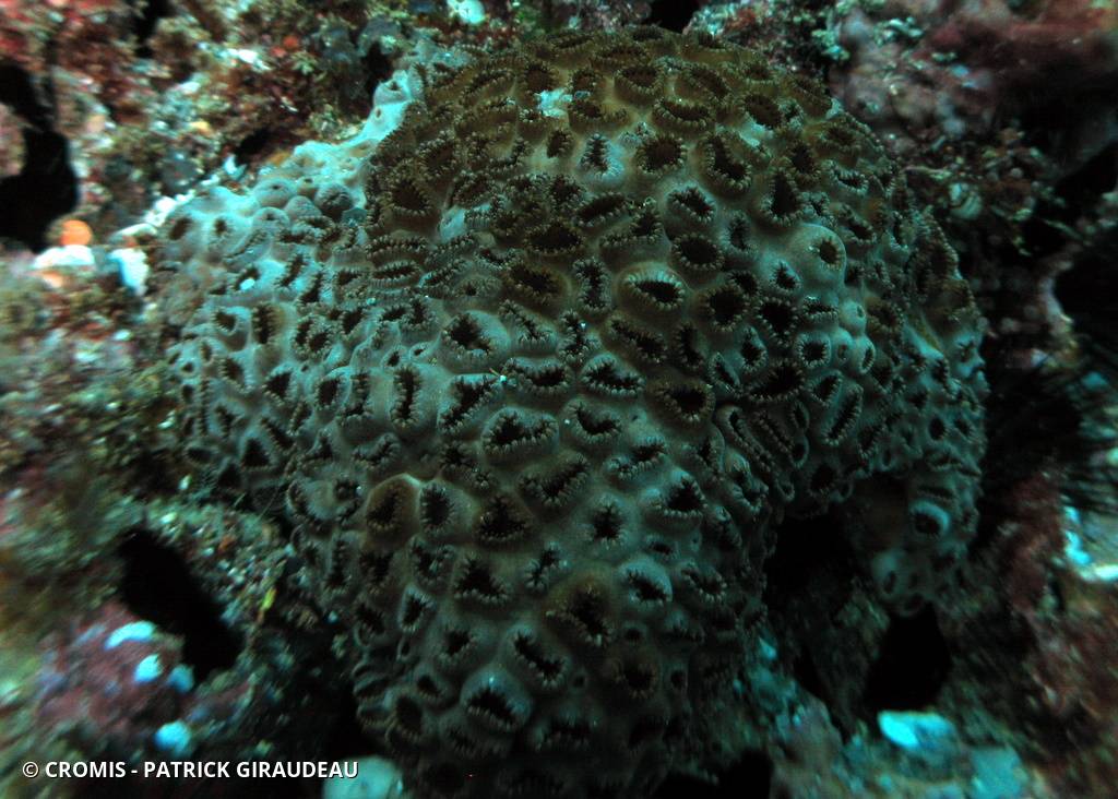 Zoanthaire tuberculé