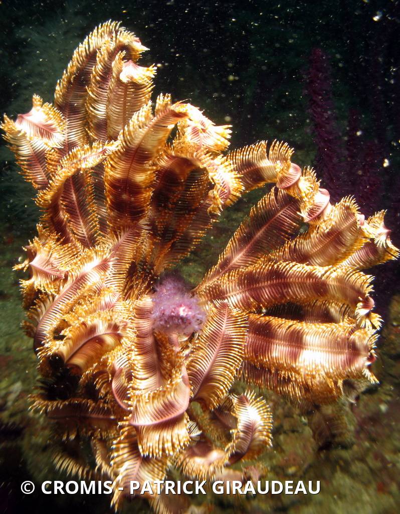 Comatule à carène