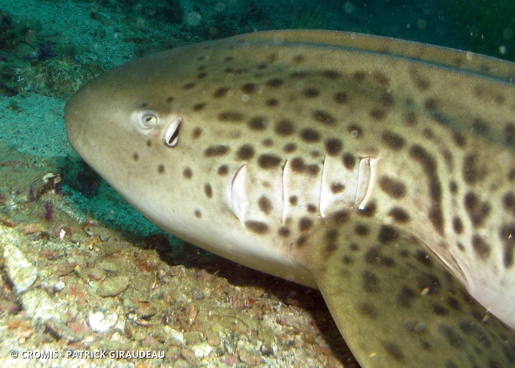 Requin léopard