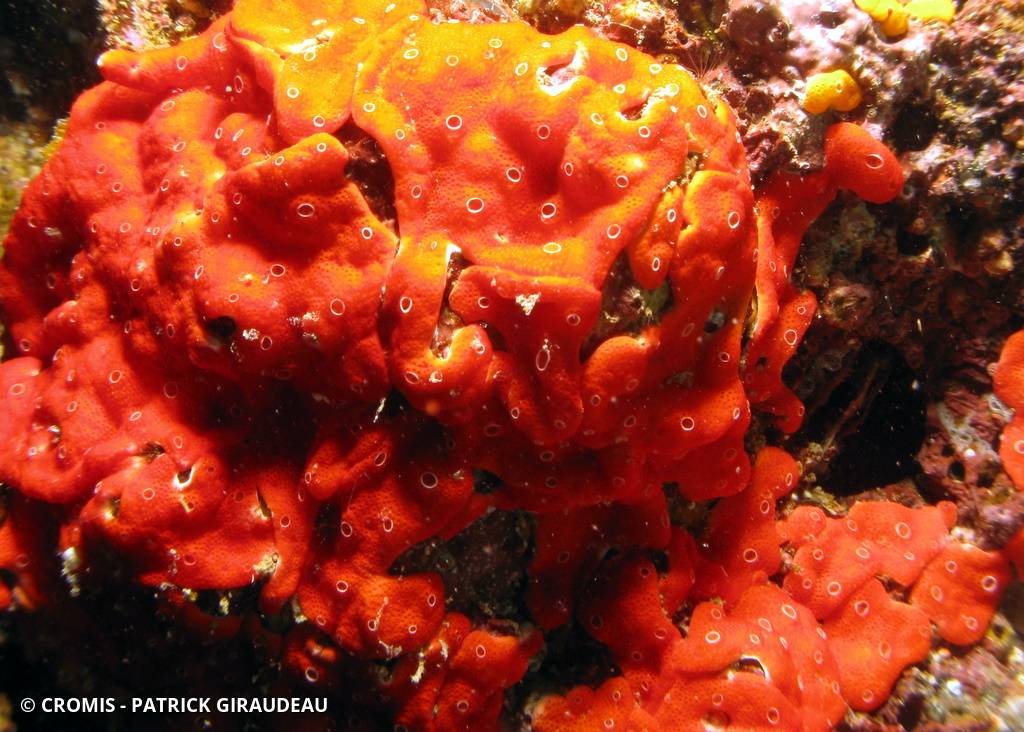 Didemnidés rouge lumineux