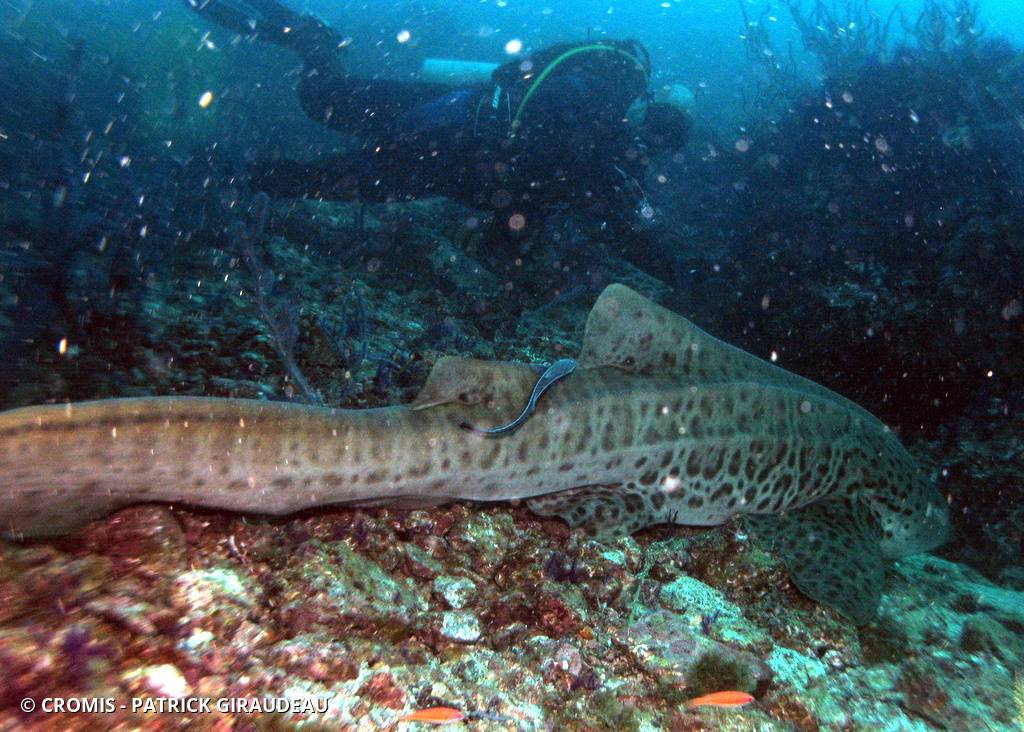 Requin léopard
