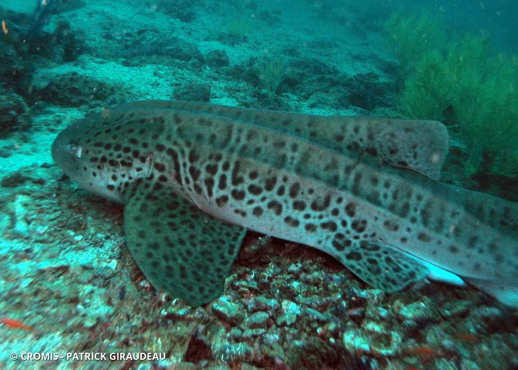 Requin léopard