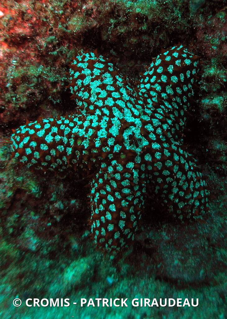 Etoile de mer perforée
