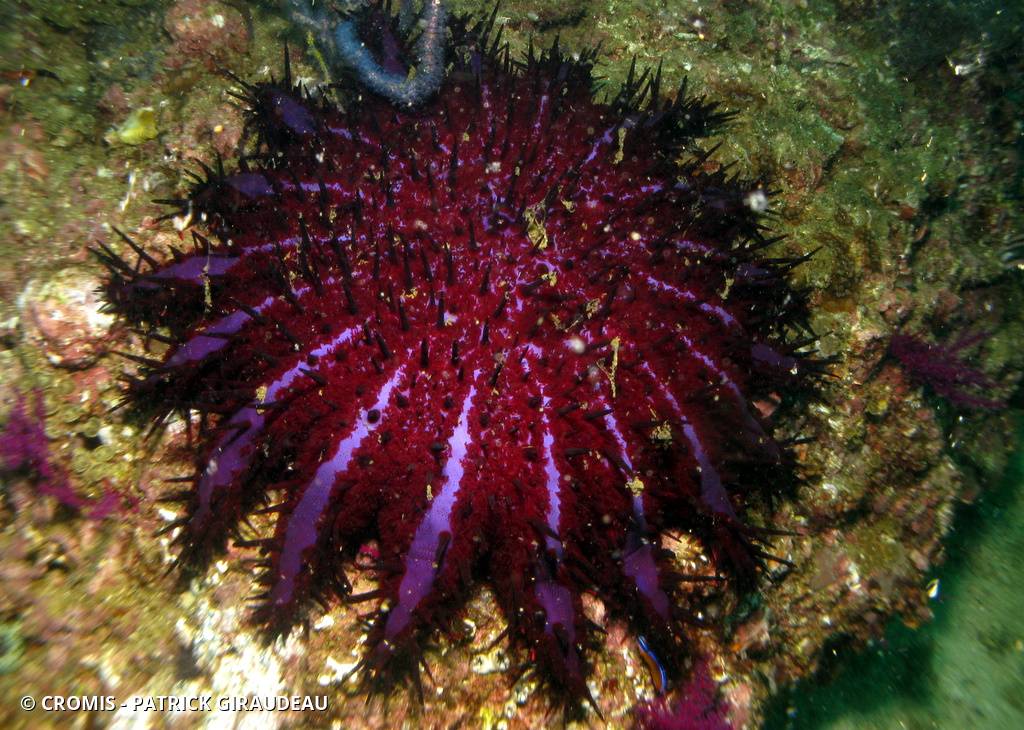 Couronne d’épines