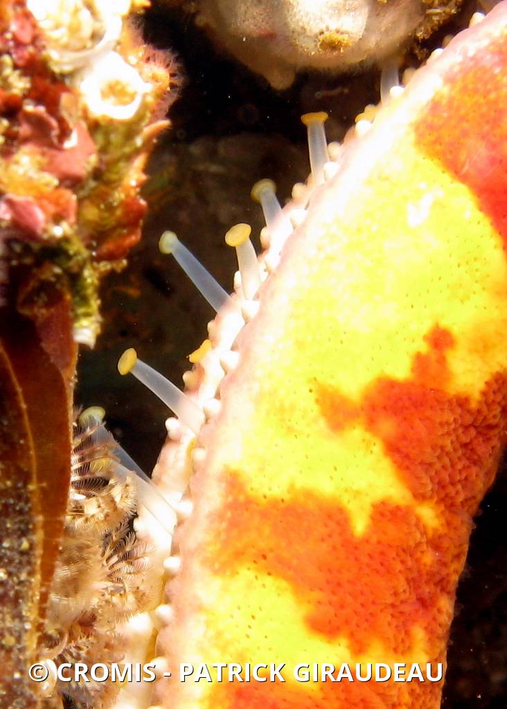 Comète de mer