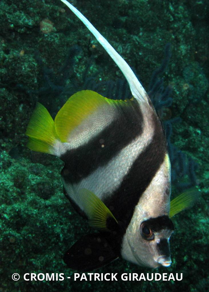Poisson-cocher commun