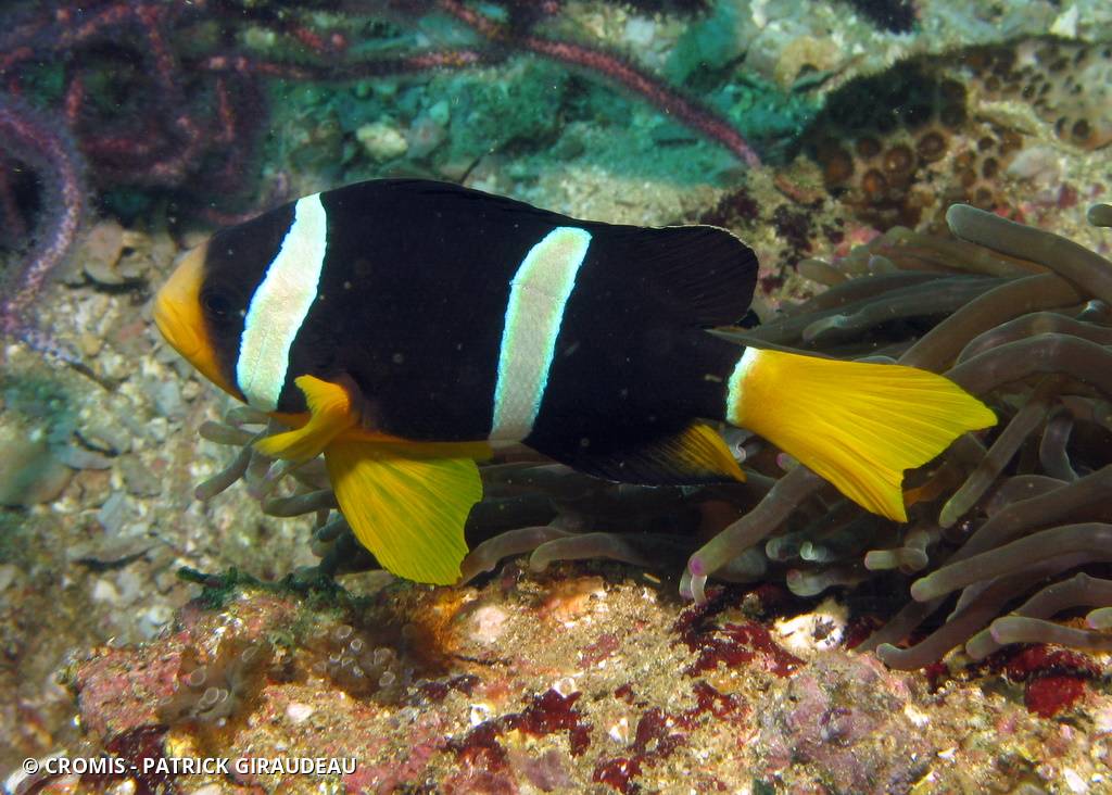 Poisson-clown de Clark
