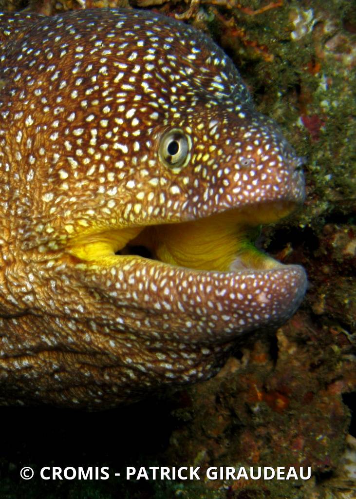 Murène à bouche jaune