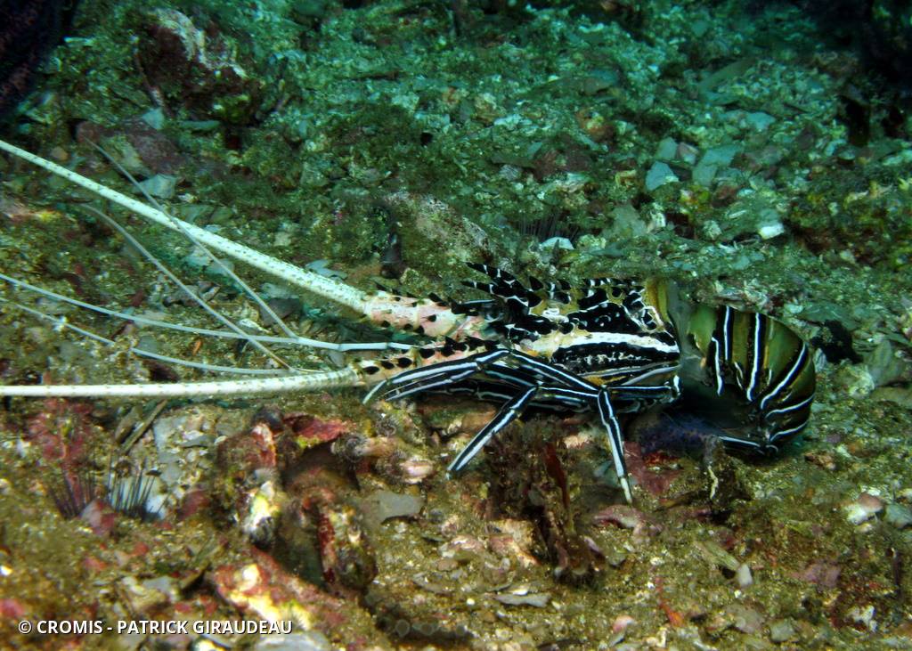 Langouste peinte