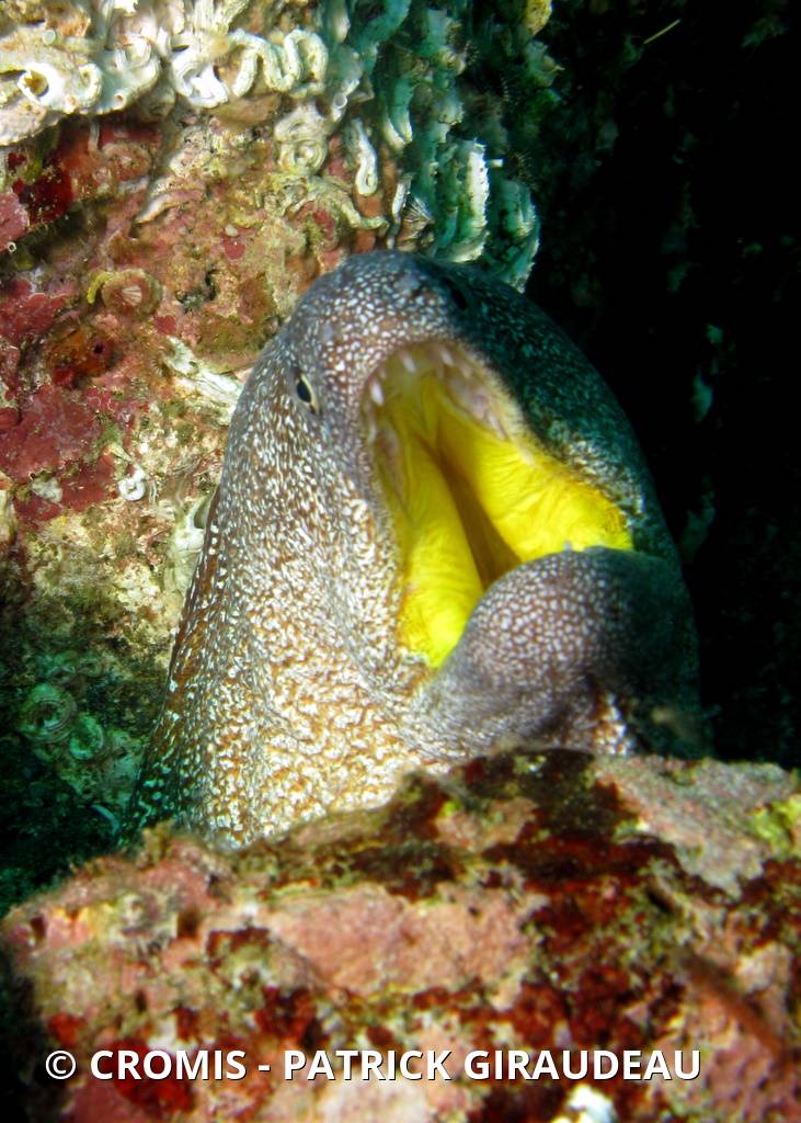 Murène à bouche jaune