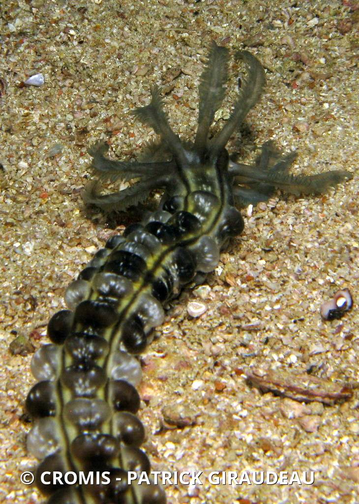 Holothurie serpent collante