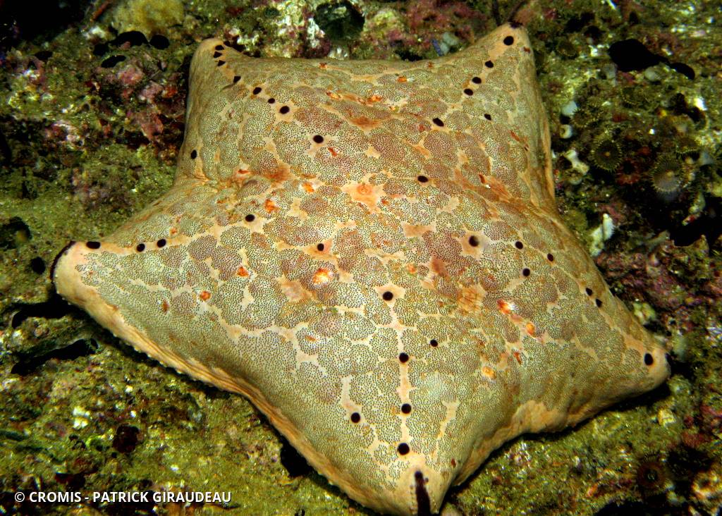 Etoile coussin régulier