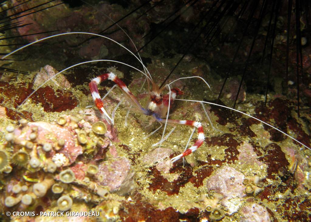 Grande crevette nettoyeuse