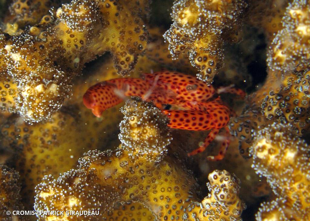 Crabe corallicole à pois rouges