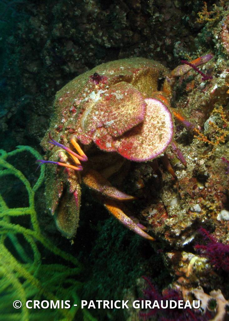 Cigale de mer sculptée