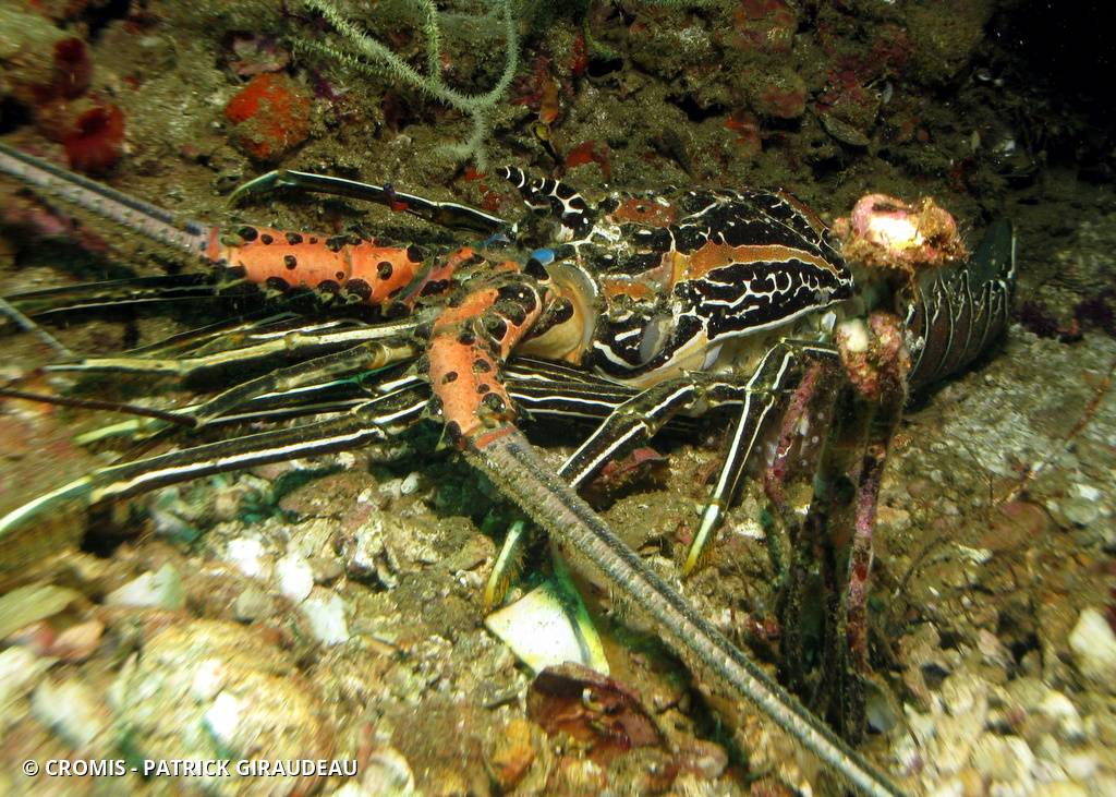 Langouste peinte