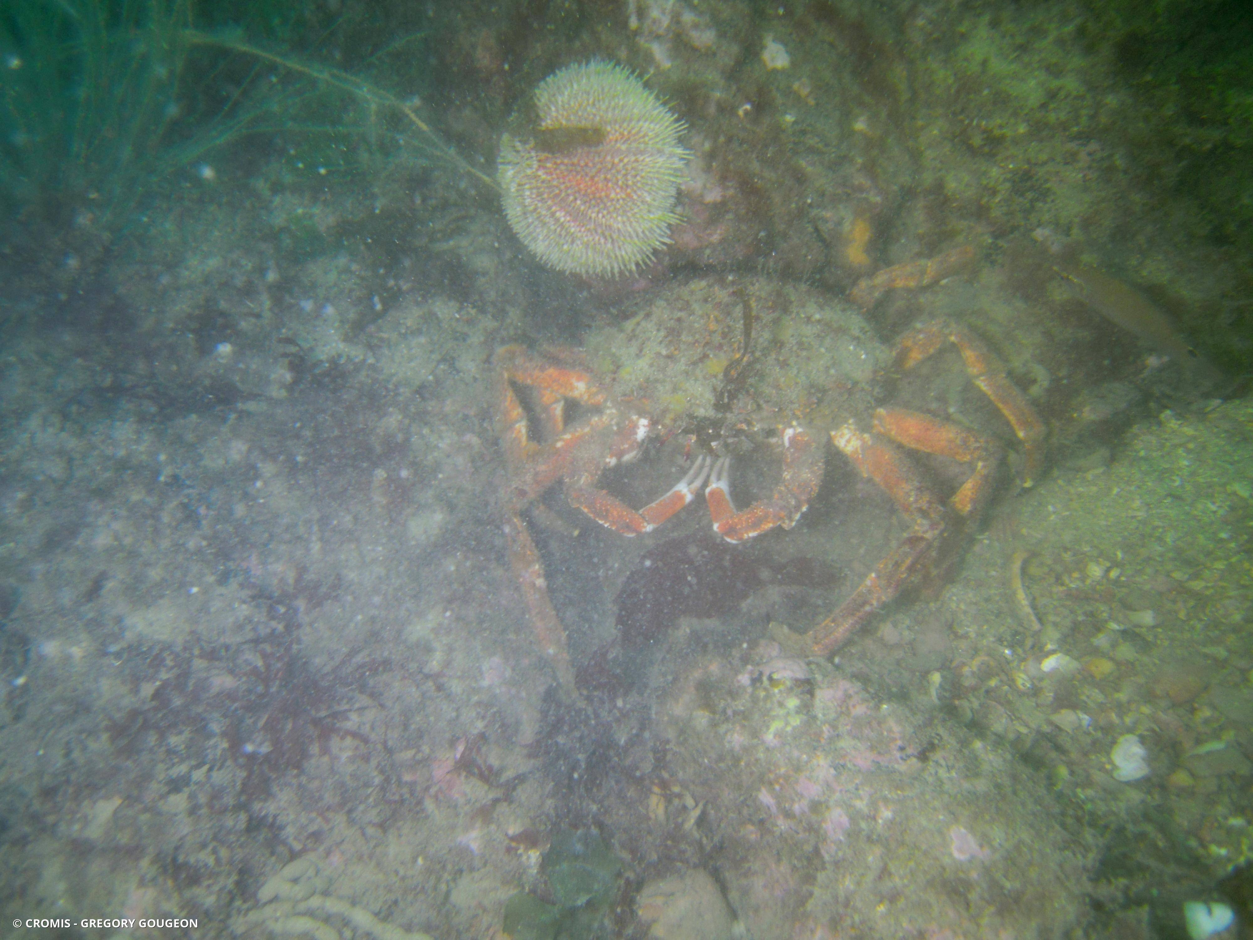Araignée de mer Atlantique