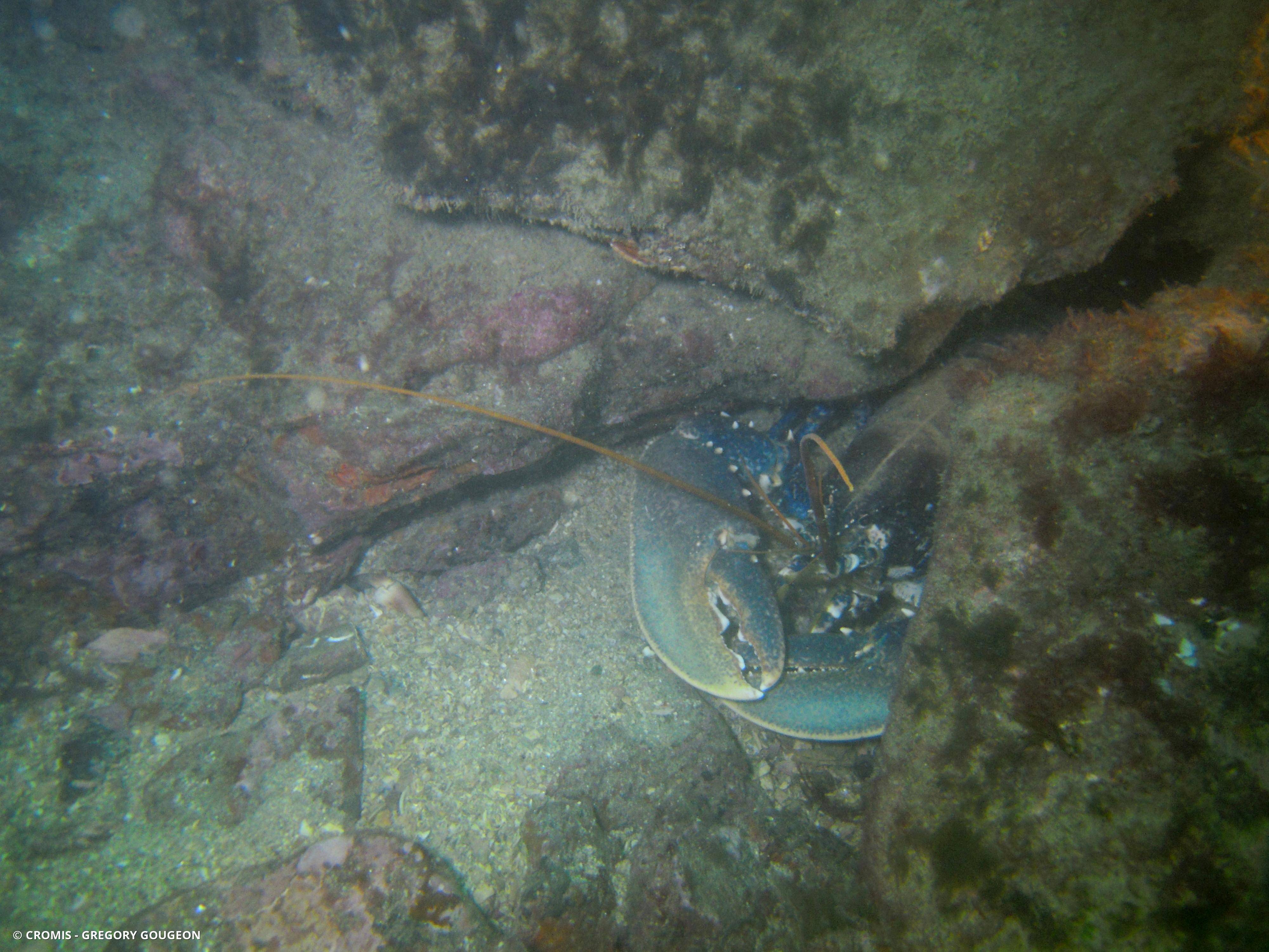 Homard européen